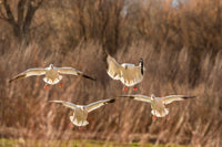 Backlit snow geese landing at Bosque del Apache National Wildlife Refuge poster print