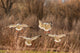 Backlit snow geese landing at Bosque del Apache National Wildlife Refuge poster print