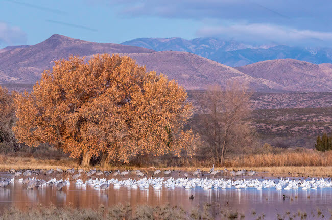 Snow geese at Bosque del Apache National Wildlife Refuge poster print
