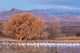 Snow geese at Bosque del Apache National Wildlife Refuge poster print