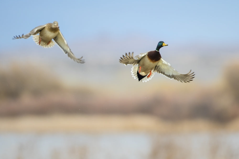 Mallard ducks flying poster print by Larry Ditto, showcasing nature's beauty.