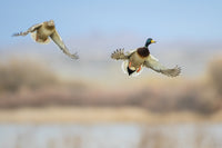 Mallard ducks flying poster print by Larry Ditto, showcasing nature's beauty.