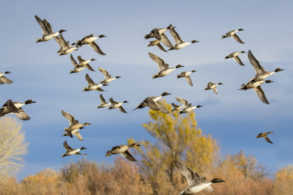Pintails (Anas acuta) flock flying poster print by Larry Ditto.