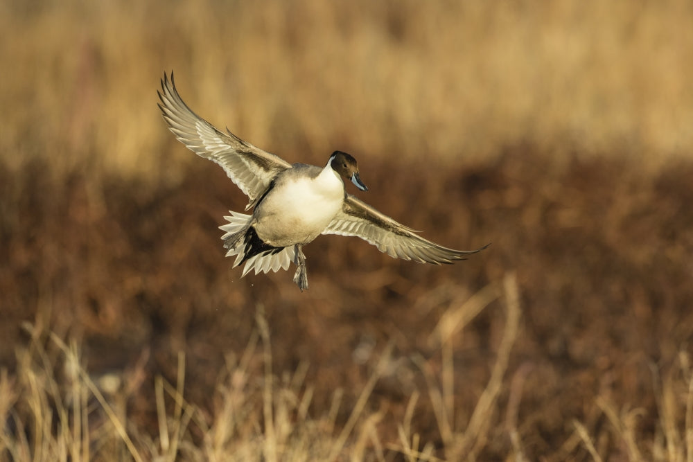 Northern Pintail Duck Landing Poster Print by Larry Ditto
