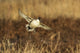 Northern Pintail Duck Landing Poster Print by Larry Ditto