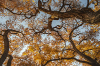 Cottonwood Trees in Fall Foliage Fine Art Print by Maresa Pryor