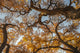 Cottonwood Trees in Fall Foliage Fine Art Print by Maresa Pryor