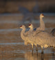 Sunrise Sandhill Cranes Poster Print by Maresa Pryor showcasing vibrant colors and serene nature.