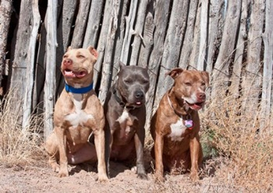 American Pit Bull Terrier poster print by Zandria Muench Beraldo.