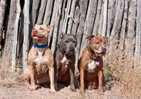 American Pit Bull Terrier poster print by Zandria Muench Beraldo.