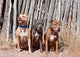 American Pit Bull Terrier poster print by Zandria Muench Beraldo.
