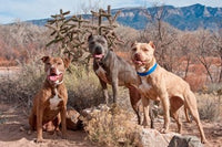Three Pit Bull Terrier Dogs Poster Print by Zandria Muench Beraldo