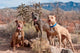 Three Pit Bull Terrier Dogs Poster Print by Zandria Muench Beraldo