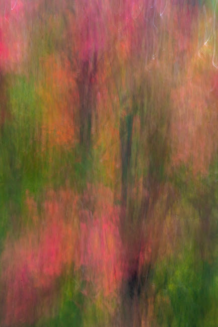 Adirondack State Park Abstract of flowers and trees Poster Print by Jaynes Gallery