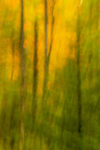 Adirondack State Park Forest Abstract Poster Print by Jay O'Brien