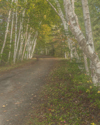 Birch trees lining a road in Adirondack State Park poster print by Jay O'Brien.