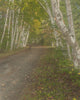 Birch trees lining a road in Adirondack State Park poster print by Jay O'Brien.