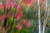 Adirondack State Park Abstract Art Print showcasing flowers and trees by Jay O'Brien.