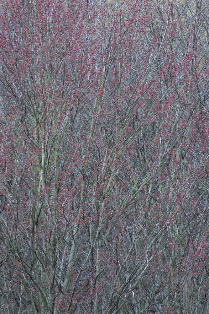 Spring buds on tree poster print by Chris Murray, vibrant New York State nature art.