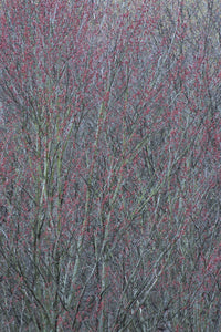 Spring buds on tree poster print by Chris Murray, vibrant New York State nature art.