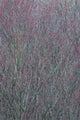 Spring buds on tree poster print by Chris Murray, vibrant New York State nature art.