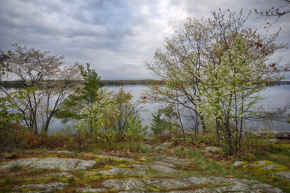 Spring blooming trees overlooking the St. Lawrence River on Wellesley Island poster print by Chris Murray.