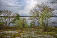 Spring blooming trees overlooking the St. Lawrence River on Wellesley Island poster print by Chris Murray.