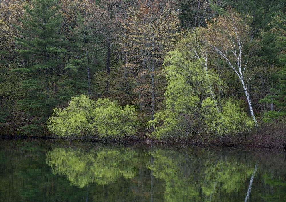 Spring foliage reflected in Wellesley Island State Park Poster Print by Chris Murray