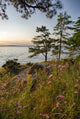 Wildflowers bathed in sunset light at Kring Point State Park, Thousand Islands Poster Print by Chris Murray.