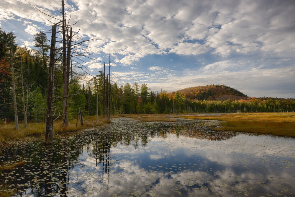 Reflections in Pond in Autumn Poster Print by Chris Murray depicting tranquil autumn colors in the Adirondack Mountains.