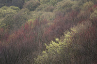 Spring Blooming Trees Poster Print by Chris Murray featuring vibrant colors and serene landscape