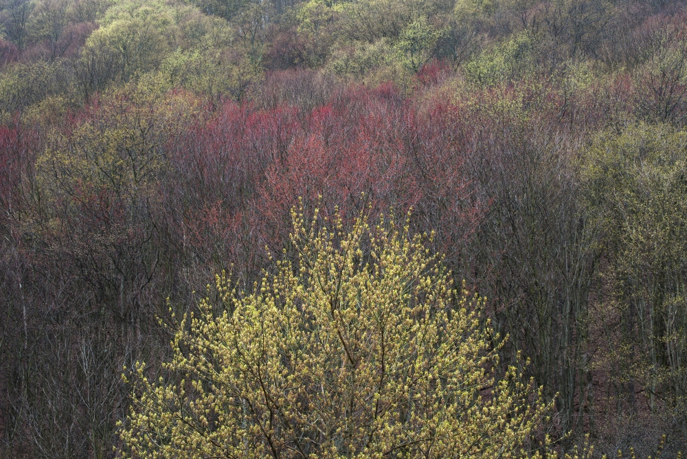 Spring Blooming Trees at Labrador Hollow Fine Art Print by Chris Murray