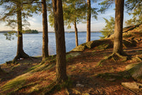 New York State Pine Trees Poster Print by Chris Murray along the St. Lawrence River