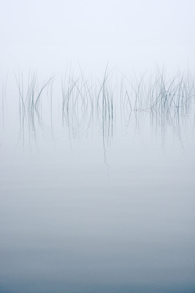 Reeds in the Mist Poster Print by Chris Murray showcasing serene reeds in mist.