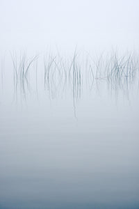 Reeds in the Mist Poster Print by Chris Murray showcasing serene reeds in mist.