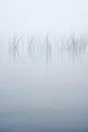 Reeds in the Mist Poster Print by Chris Murray showcasing serene reeds in mist.