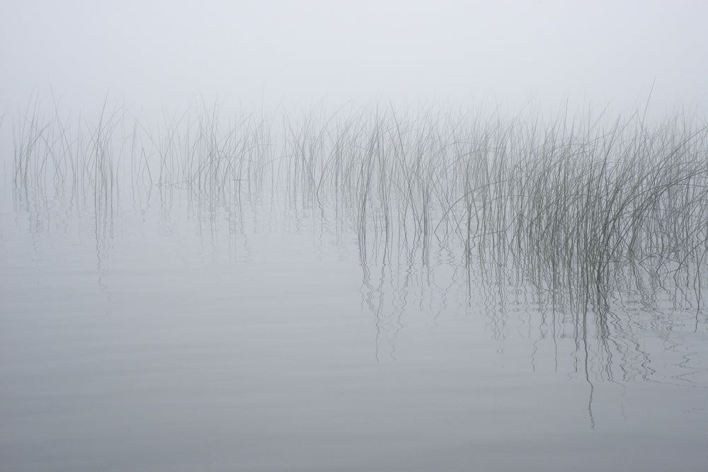 Reeds in the Mist art print by Chris Murray showcasing New York State landscape
