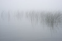 Reeds in the Mist art print by Chris Murray showcasing New York State landscape