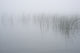 Reeds in the Mist art print by Chris Murray showcasing New York State landscape