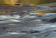 Autumn Reflections in the Bog River poster print showcasing vibrant fall colors in the Adirondack Mountains.