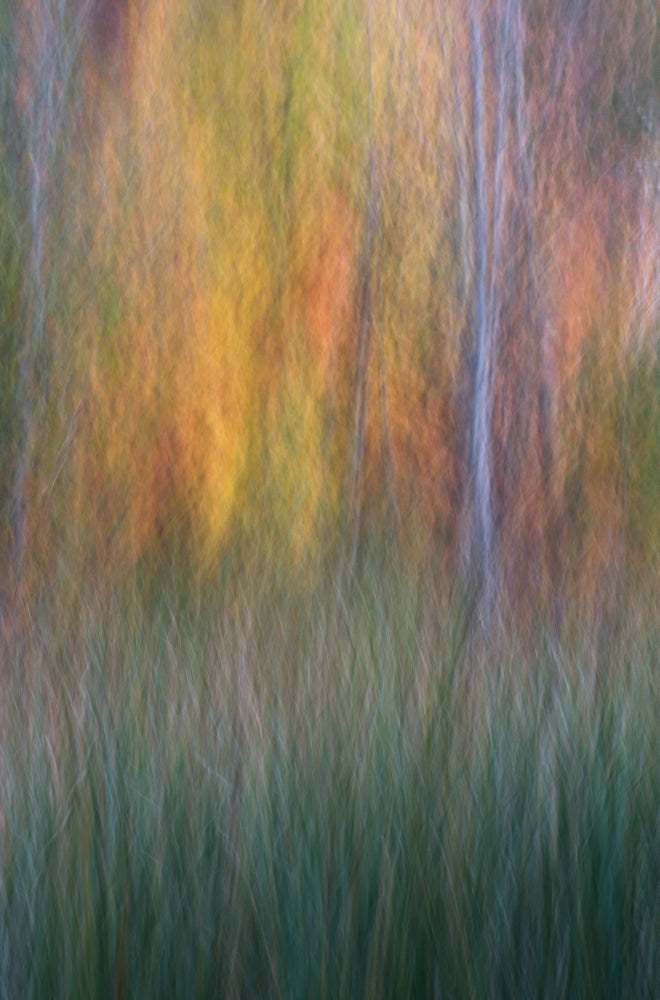 Cattails and Autumn Trees Poster Print by Chris Murray showcasing vibrant autumn colors