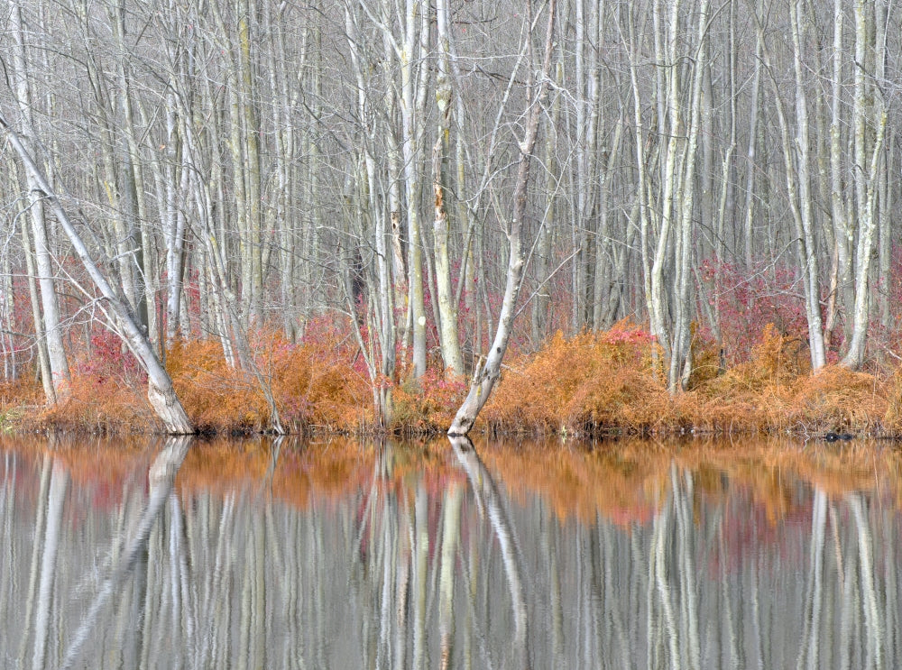 Bare trees and autumn ferns at Beaver Lake Nature Center poster print by Chris Murray