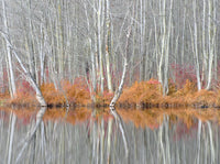 Bare trees and autumn ferns at Beaver Lake Nature Center poster print by Chris Murray