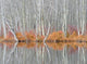 Bare trees and autumn ferns at Beaver Lake Nature Center poster print by Chris Murray