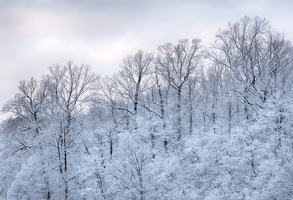 Snow covered trees at Green Lakes State Park poster print by Chris Murray
