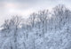 Snow covered trees at Green Lakes State Park poster print by Chris Murray