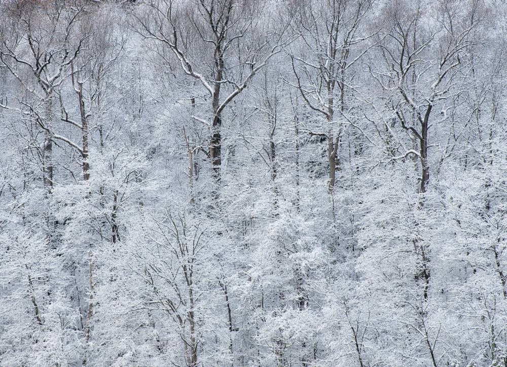 Snow covered trees in Green Lakes State Park poster print by Chris Murray.