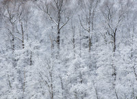 Snow covered trees in Green Lakes State Park poster print by Chris Murray.