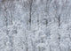Snow covered trees in Green Lakes State Park poster print by Chris Murray.