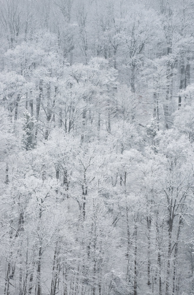 Snow-Covered Trees in Green Lakes State Park Poster Print by Chris Murray